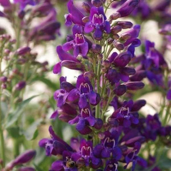 PENSTEMON RIDING HOOD PURPLE