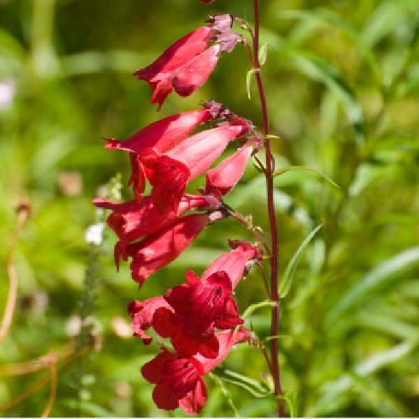 PENSTEMON RIDING HOOD RED