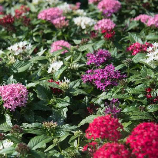 PENTAS GRAFFITI SELECTED MIX