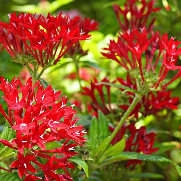 PENTAS GRAFITI BRIGHT RED