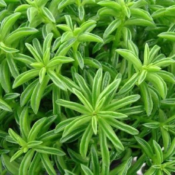 Peperomia