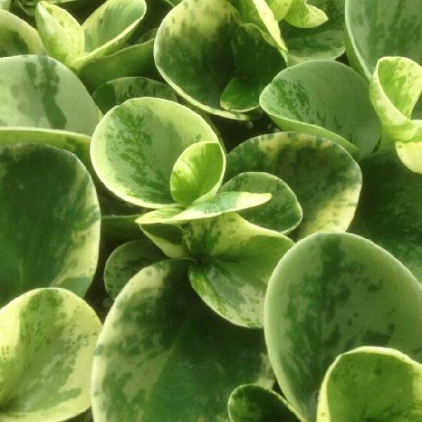 peperomia-marble-variegated-peperomia-1706646893.jpg
