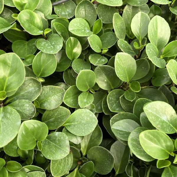 Peperomia Obtusifolia Green