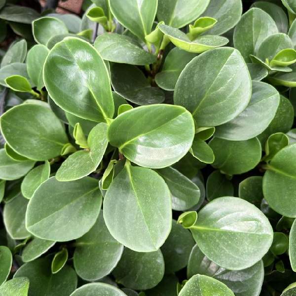 Peperomia Obtusifolia Jade