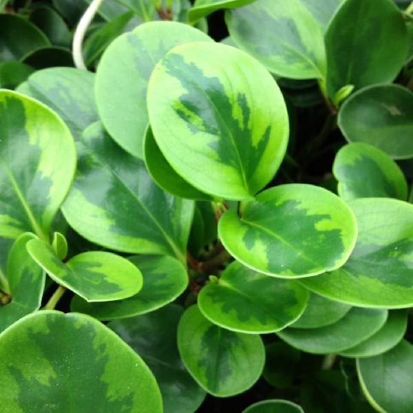 Peperomia Obtusifolia Lemon Lime
