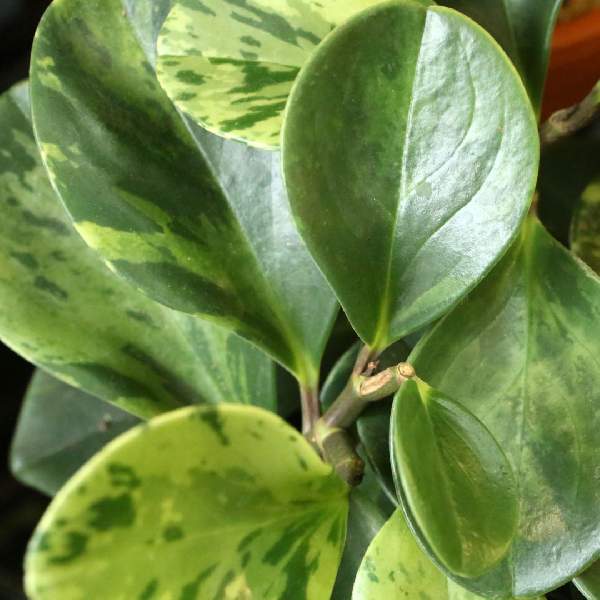 Peperomia Obtusifolia Variegated