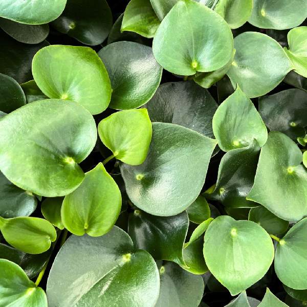 Peperomia Raindrop