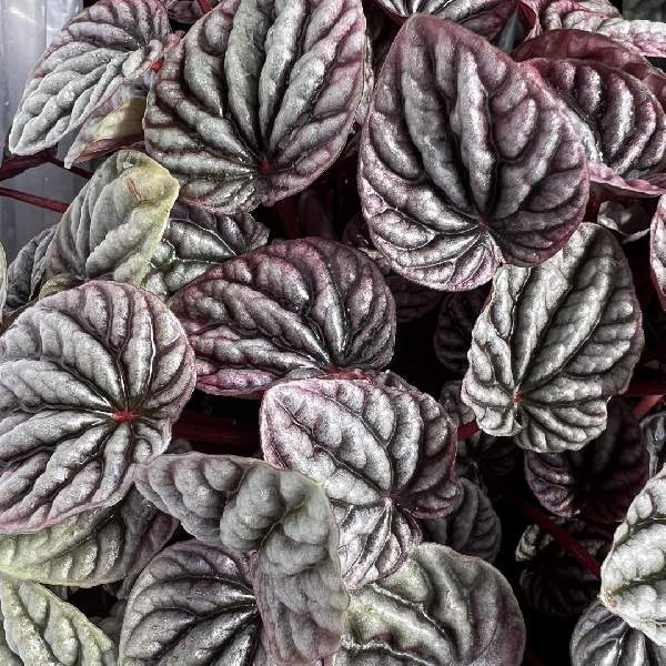 peperomia-red-beauty-peperomia-1721838377.jpg