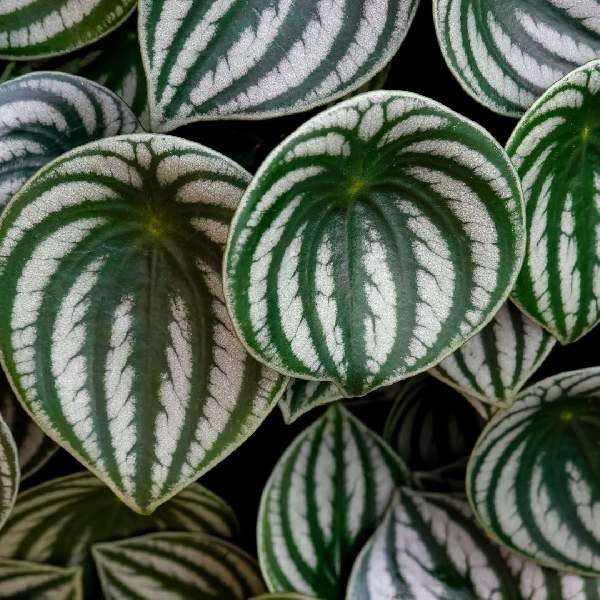 peperomia-sandia-peperomia-1721838409.jpg
