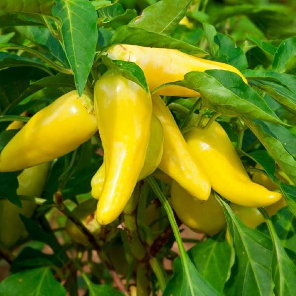 PEPPER HUNGARIAN SWEET WAX (BANANA)