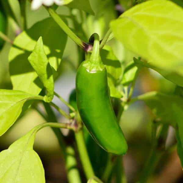 PEPPER JALAPENO EARLY