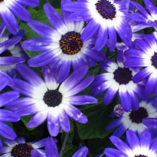 Pericallis