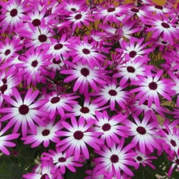 PERICALLIS SENETTI MAGENTA BICOLOR