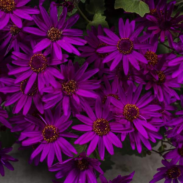 Pericallis Senetti Magenta