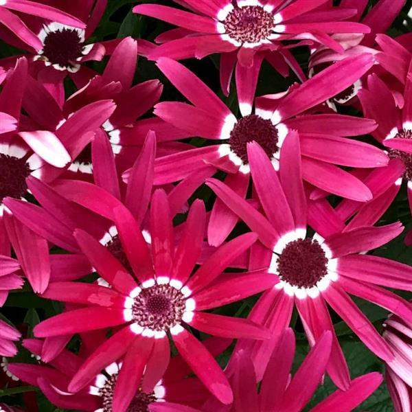 Pericallis Senetti Red Halo