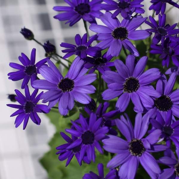 PERICALLIS SENETTI SUPER BLUE