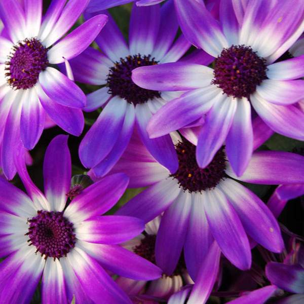 pericallis-senetti-violet-bicolor-pericallis-1724949767.jpg