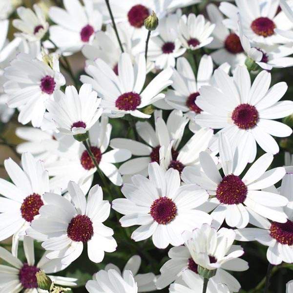 Pericallis Senetti White Red Heart