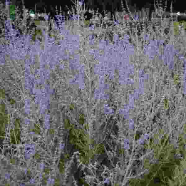 perovskia-russian-sage-perovskia.jpg