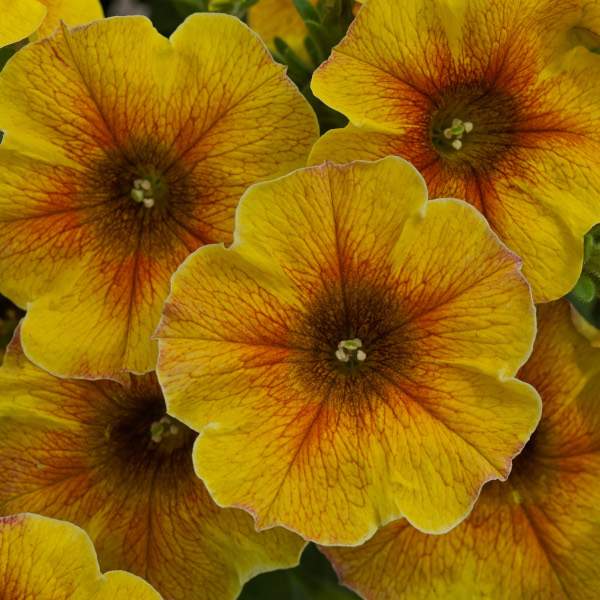 PETCHOA SUPERCAL PREMIUM CARAMEL YELLOW