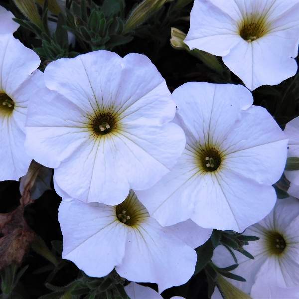 Petchoa SuperCal Premium Pearl White