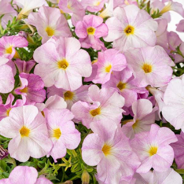 Petchoa SuperCal Premium Pink Mist