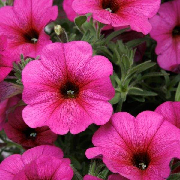 PETCHOA SUPERCAL PREMIUM PURPLE DAWN