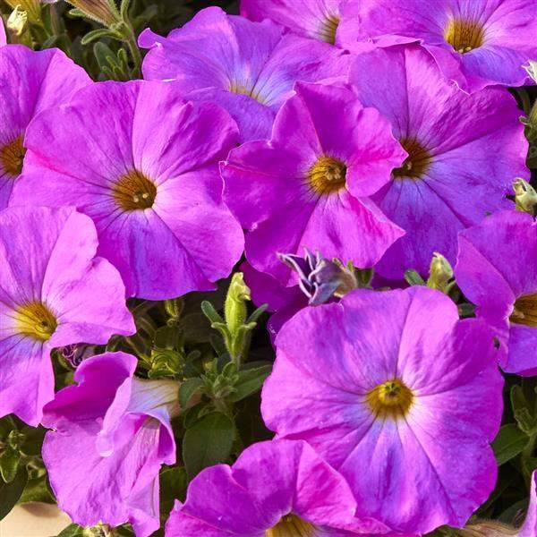 Petchoa SuperCal Premium Rose Pink