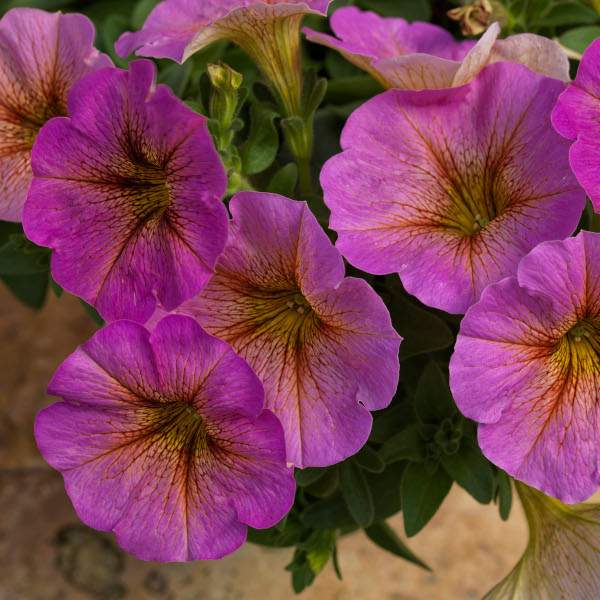PETCHOA SUPERCAL PREMIUM SUNRAY PINK