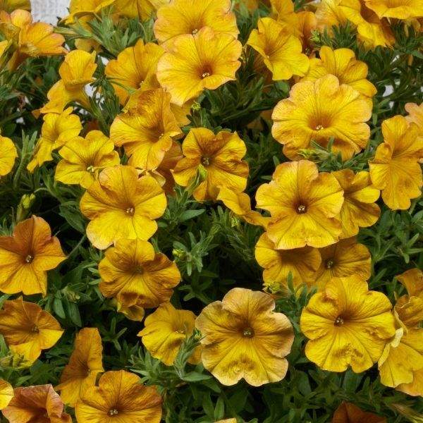 PETCHOA SUPERCAL PREMIUM YELLOW SUN