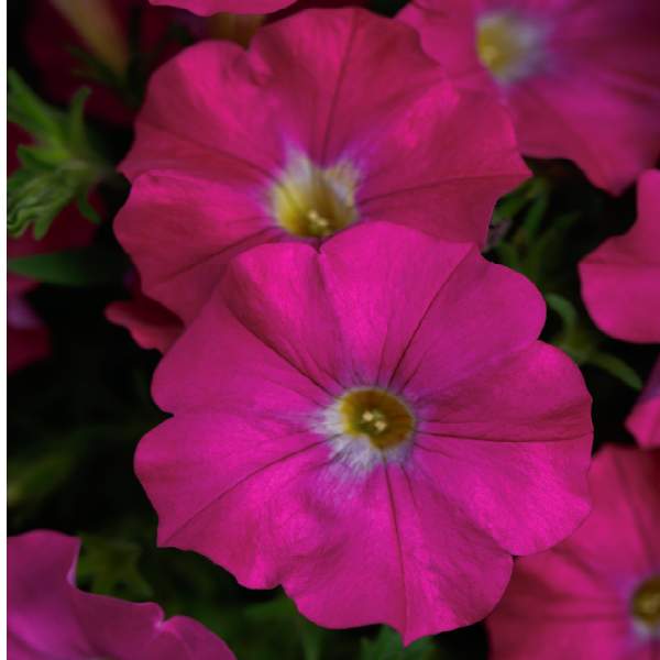 petchoa-supercal-rose-petchoa.jpg