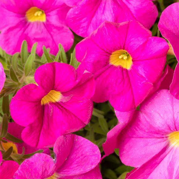 Petchoa SuperCal Shocking Pink