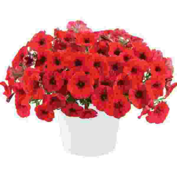 PETUNIA CASCADIAS CHILI RED