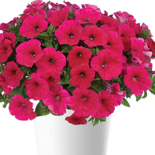PETUNIA CASCADIAS FUCHSIA