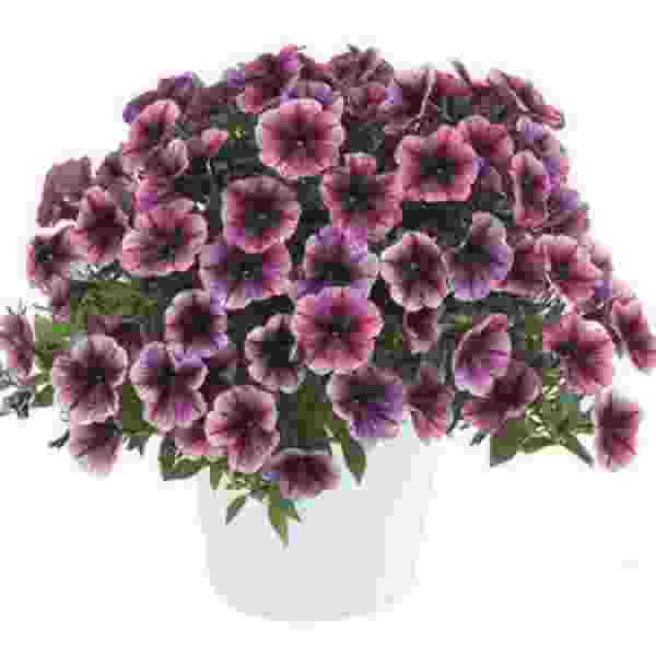 PETUNIA CASCADIAS PURPLE ICE