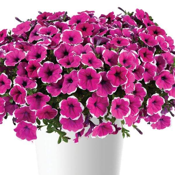 petunia-cascadia-rim-cherry-imp-petunia-1660065158.jpg
