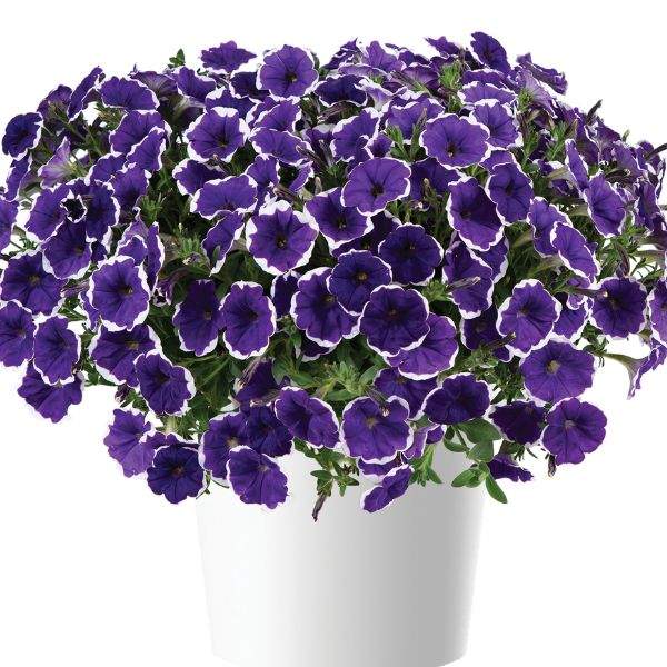 PETUNIA CASCADIAS RIM VIOLET IMP
