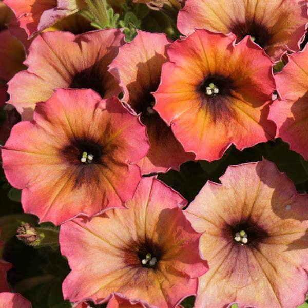 Petunia