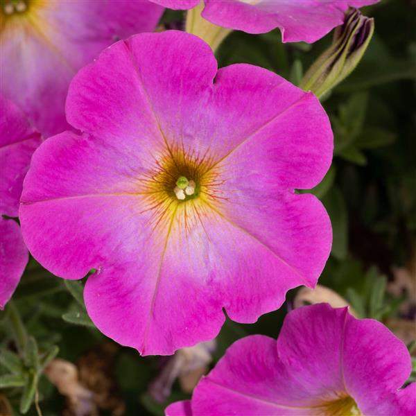 Petunia Cascadias Fantasy Hot Pink Imp