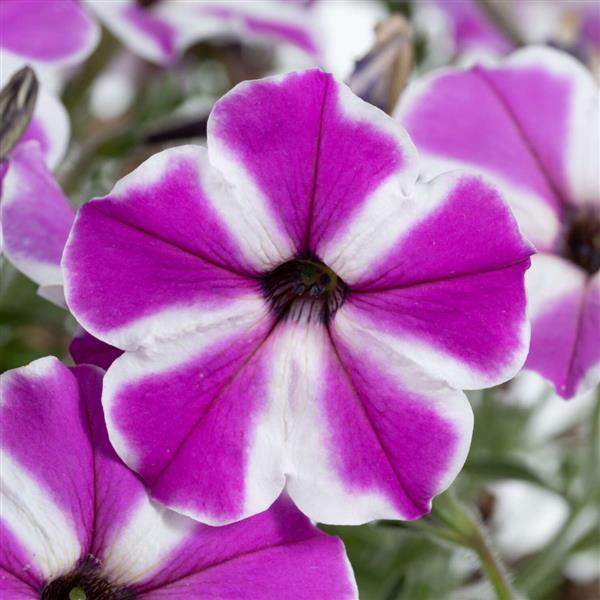 Petunia Cascadias Fuchsia Gem