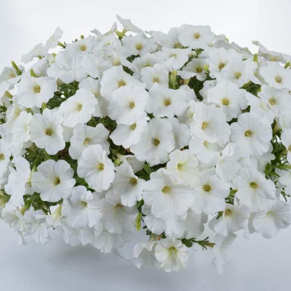 PETUNIA CASCADIAS ICEBERG