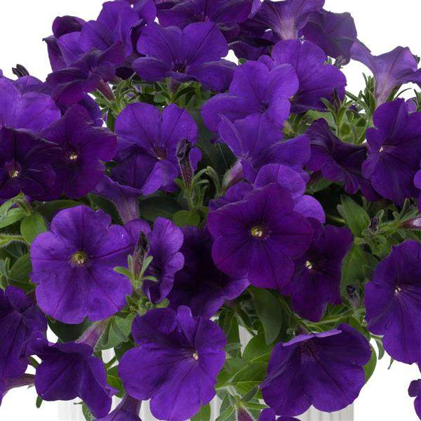 Petunia Cascadias Indigo