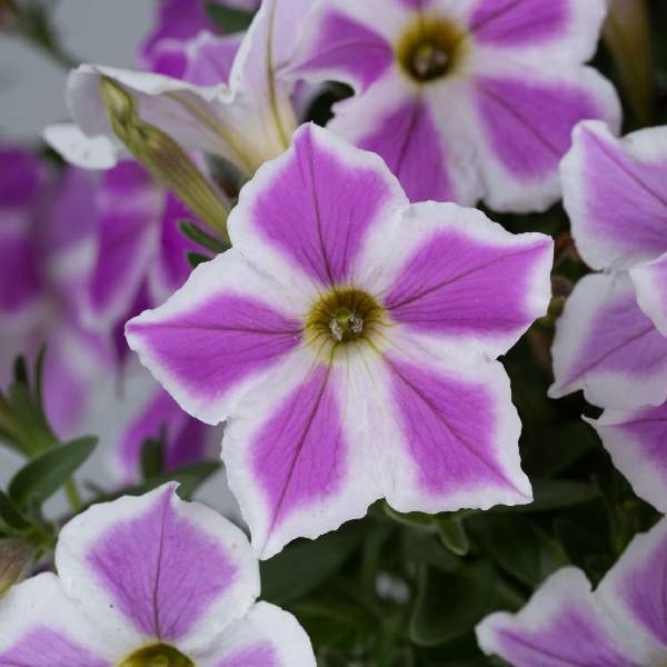 Petunia Cascadias Lilac Frost