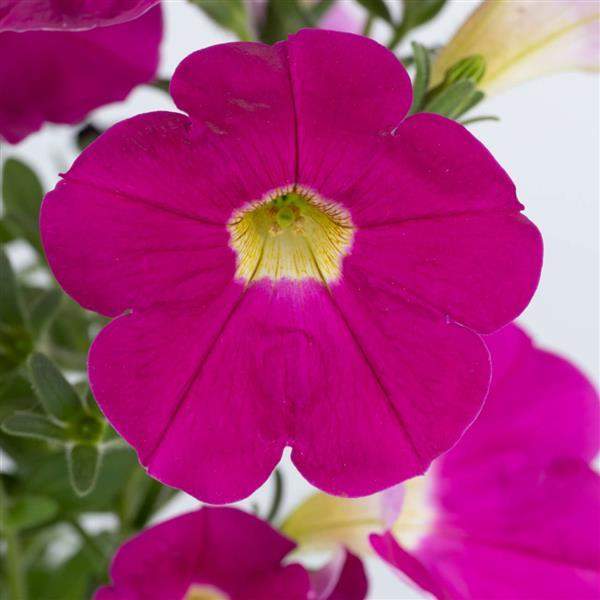 Petunia Cascadias Rose