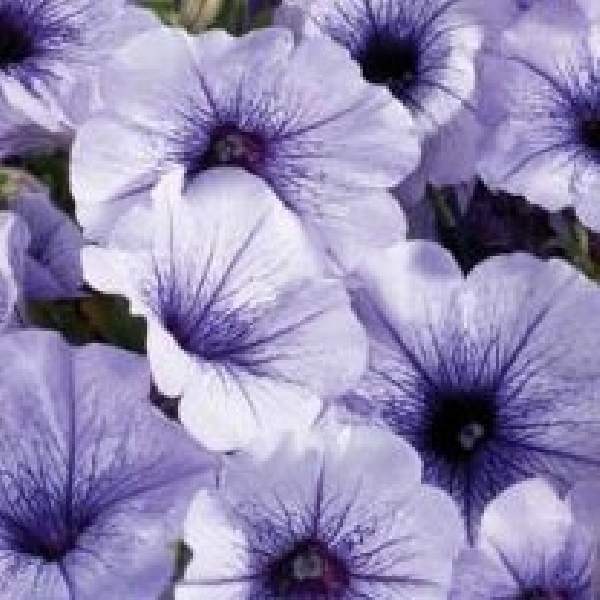 petunia-celebrity-blue-ice-petunia-1665597744.jpg