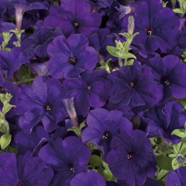 PETUNIA CELEBRITY BLUE