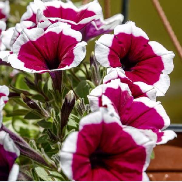 Petunia Celebrity Burgundy Frost