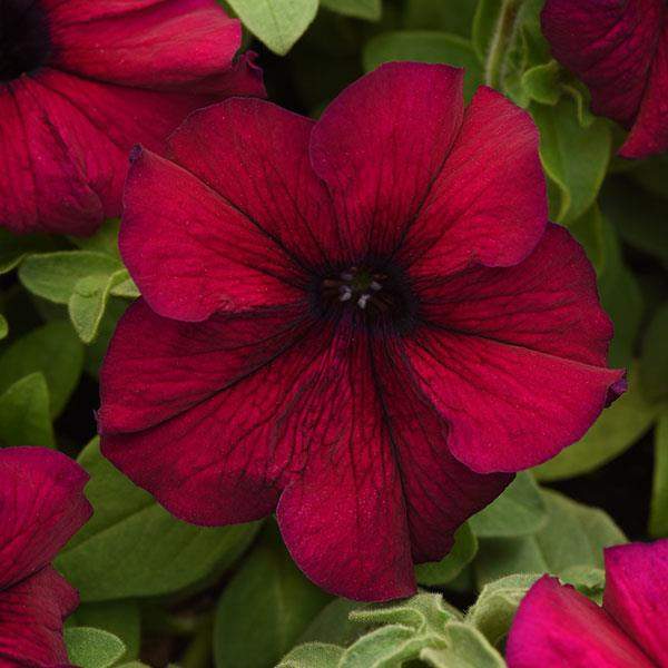 Petunia Celebrity Burgundy
