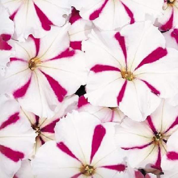 Petunia Celebrity Burgundy Star