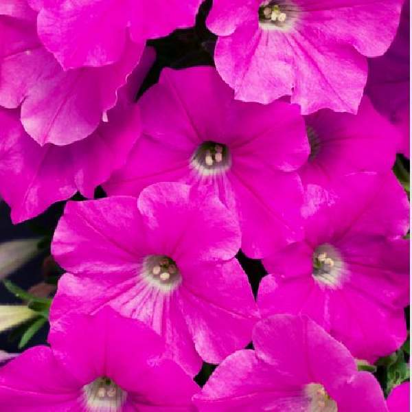 Petunia Celebrity Carmine